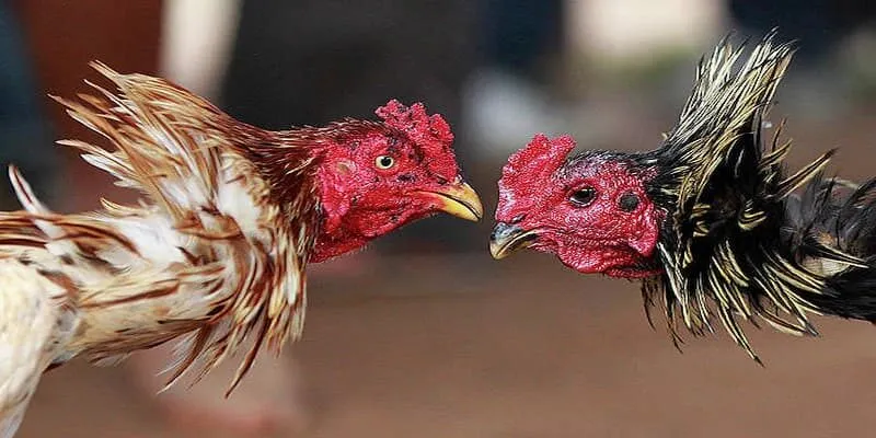 Chọn vào trò chơi đá gà mà bạn yêu thích 